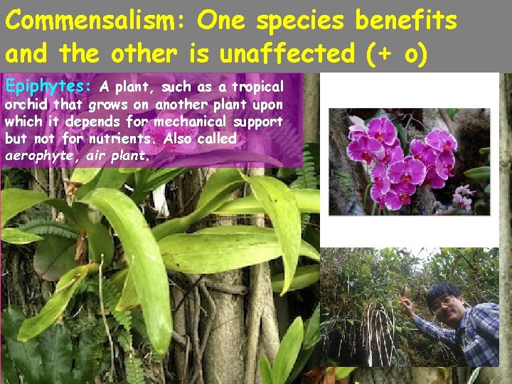 Commensalism: One species benefits and the other is unaffected (+ o) Epiphytes: A plant,