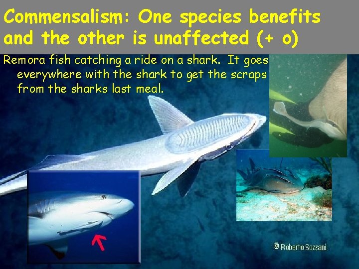 Commensalism: One species benefits and the other is unaffected (+ o) Remora fish catching