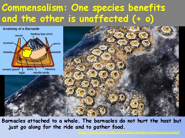 Commensalism: One species benefits and the other is unaffected (+ o) Barnacles attached to