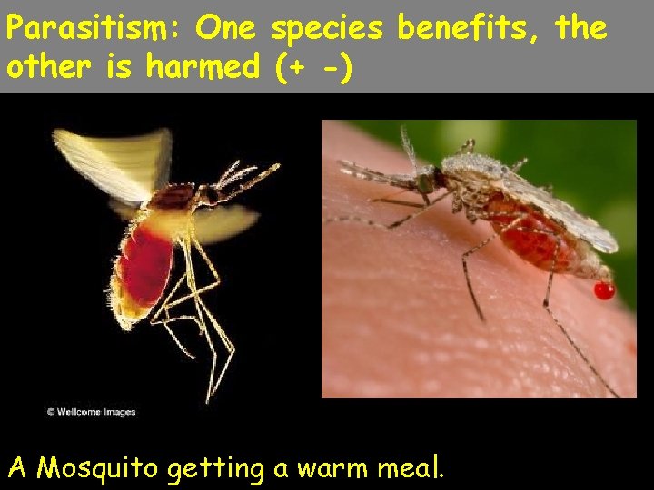 Parasitism: One species benefits, the other is harmed (+ -) A Mosquito getting a