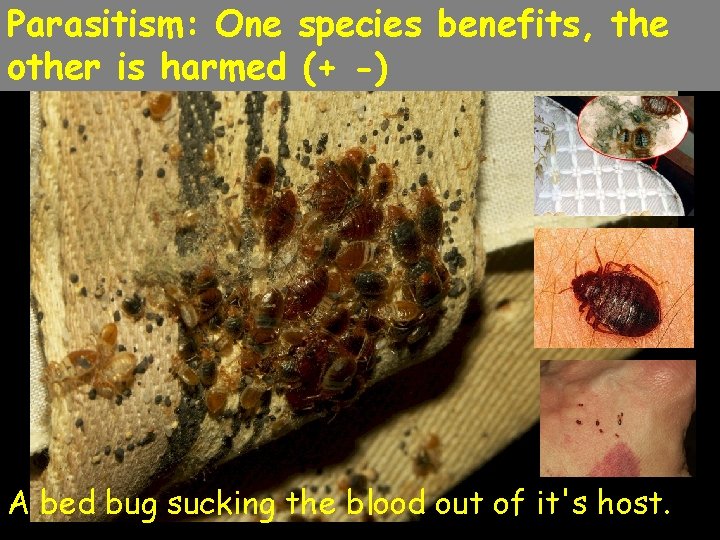 Parasitism: One species benefits, the other is harmed (+ -) A bed bug sucking