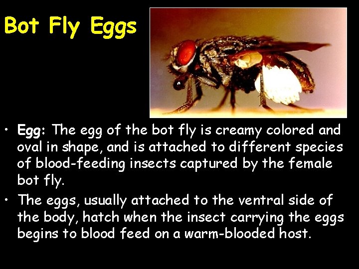 Bot Fly Eggs • Egg: The egg of the bot fly is creamy colored