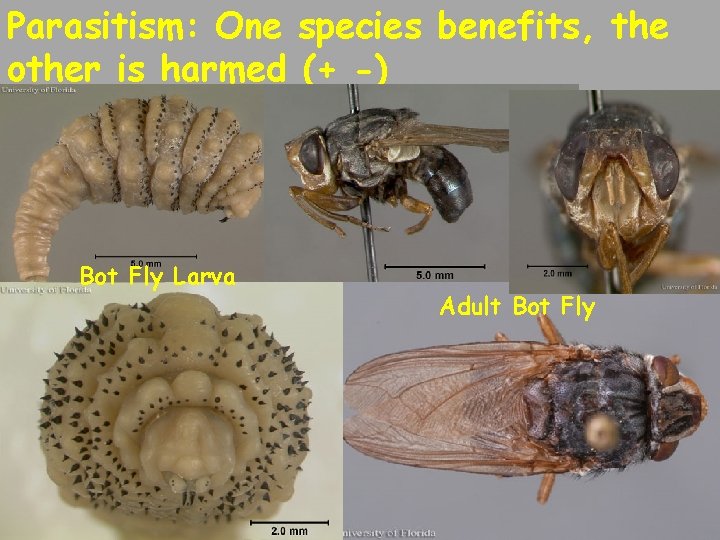 Parasitism: One species benefits, the other is harmed (+ -) Bot Fly Larva Adult