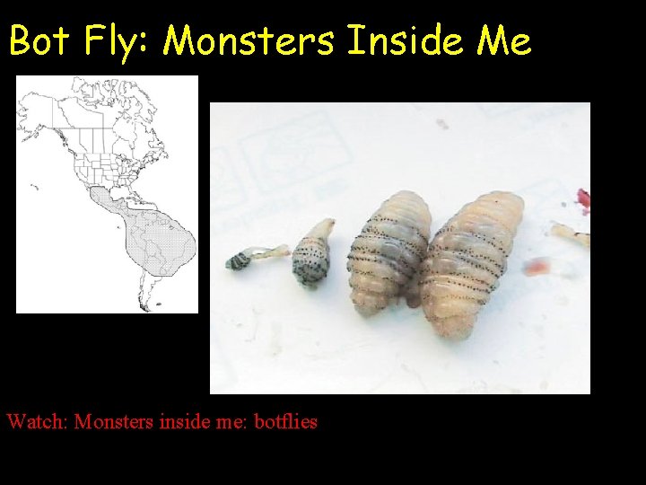 Bot Fly: Monsters Inside Me Watch: Monsters inside me: botflies 