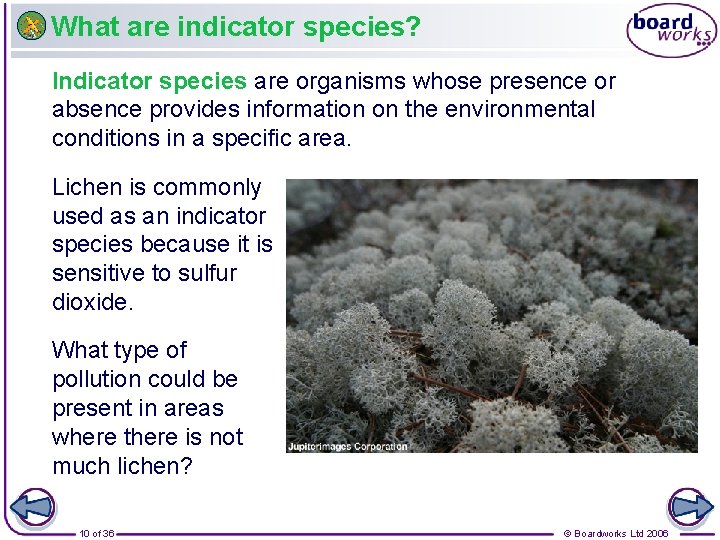 What are indicator species? Indicator species are organisms whose presence or absence provides information