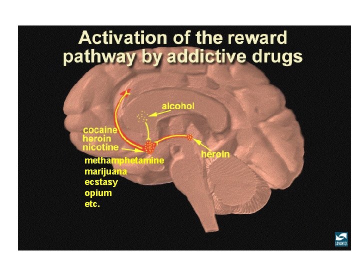 methamphetamine marijuana ecstasy opium etc. 