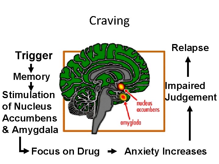 Craving Trigger Memory Stimulation of Nucleus Accumbens & Amygdala Focus on Drug Relapse Impaired