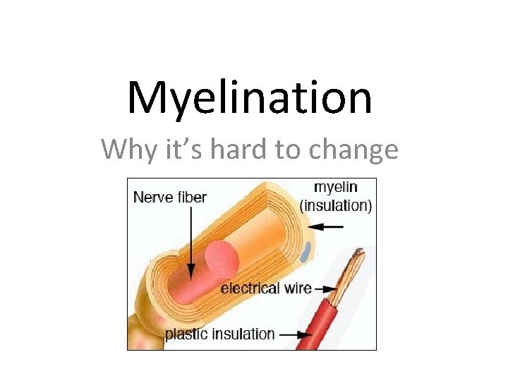 Myelination Why it’s hard to change 