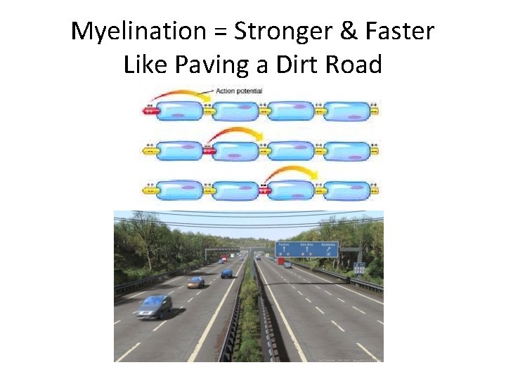 Myelination = Stronger & Faster Like Paving a Dirt Road 