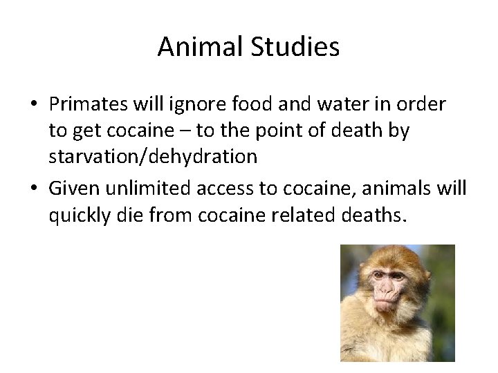 Animal Studies • Primates will ignore food and water in order to get cocaine