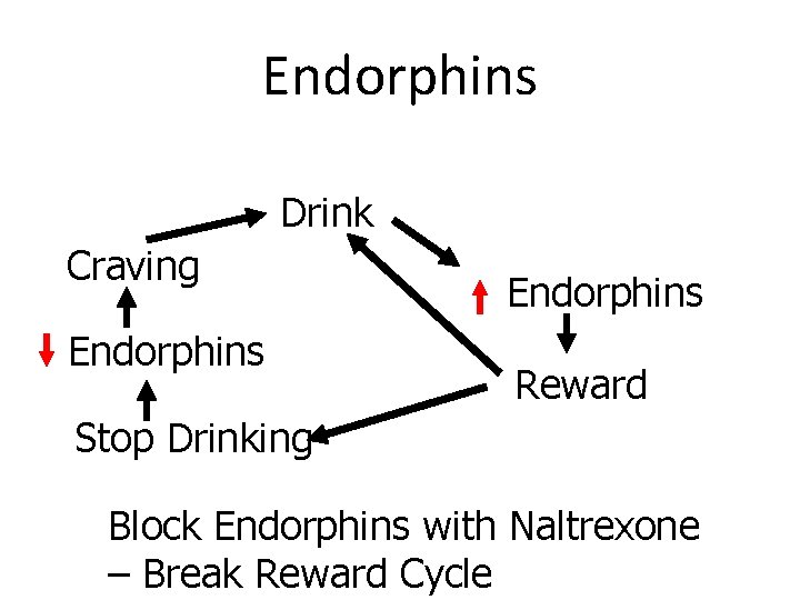 Endorphins Drink Craving Endorphins Reward Stop Drinking Block Endorphins with Naltrexone – Break Reward