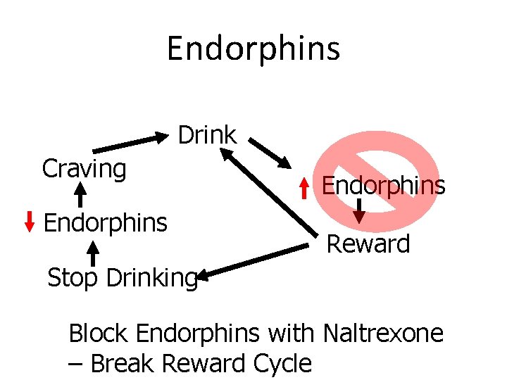 Endorphins Drink Craving Endorphins Reward Stop Drinking Block Endorphins with Naltrexone – Break Reward