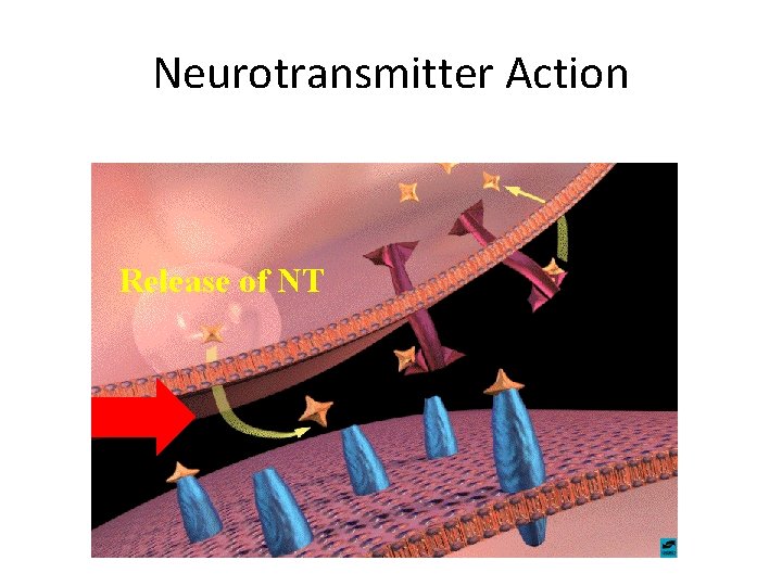 Neurotransmitter Action Release of NT 