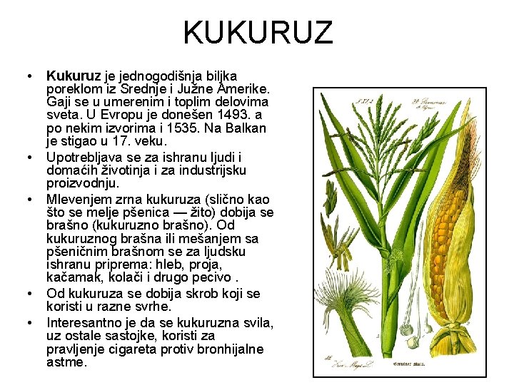 KUKURUZ • • • Kukuruz je jednogodišnja biljka poreklom iz Srednje i Južne Amerike.