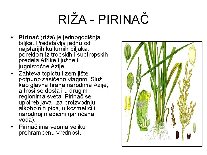 RIŽA - PIRINAČ • Pirinač (riža) je jednogodišnja biljka. Predstavlja jednu od najstarijih kulturnih