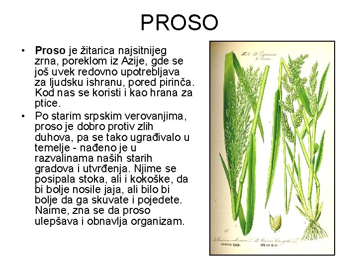 PROSO • Proso je žitarica najsitnijeg zrna, poreklom iz Azije, gde se još uvek