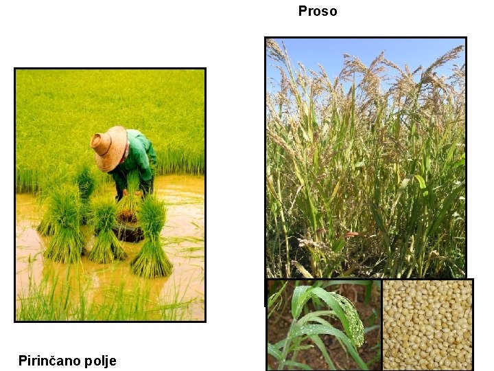 Proso Pirinčano polje 