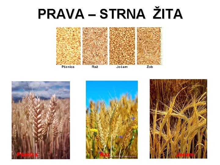 PRAVA – STRNA ŽITA Pšenica Raž Ječam 
