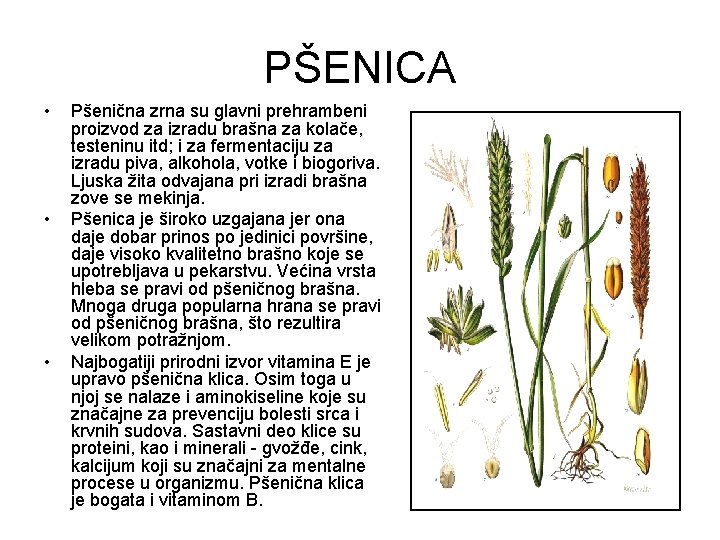 PŠENICA • • • Pšenična zrna su glavni prehrambeni proizvod za izradu brašna za