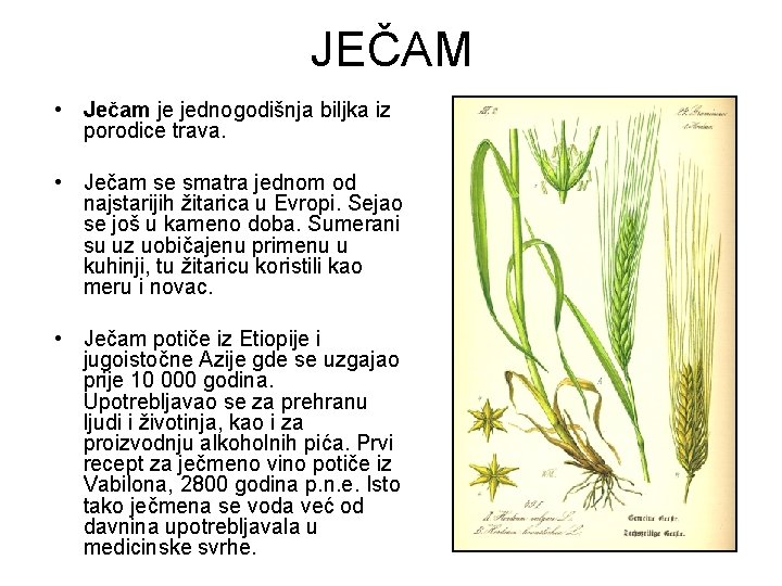 JEČAM • Ječam je jednogodišnja biljka iz porodice trava. • Ječam se smatra jednom