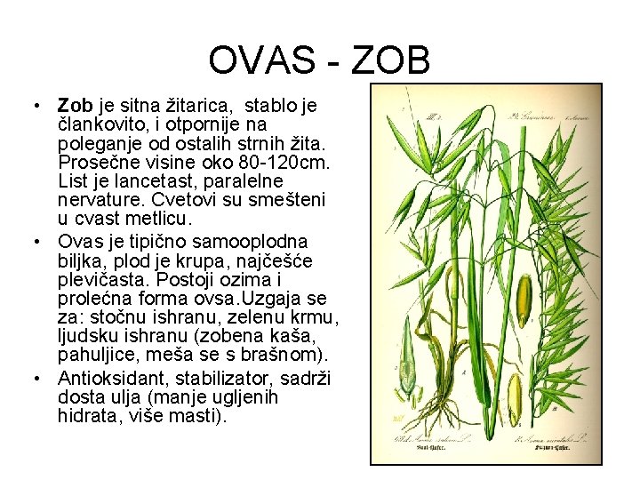 OVAS - ZOB • Zob je sitna žitarica, stablo je člankovito, i otpornije na