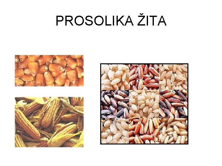 PROSOLIKA ŽITA 