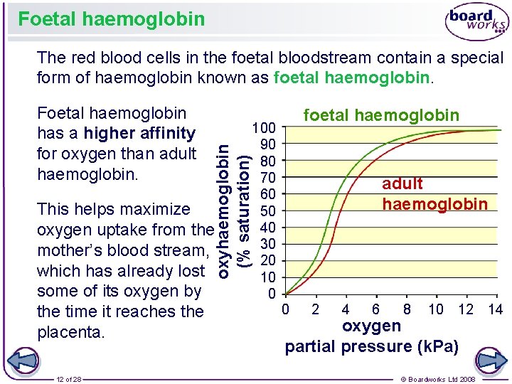 Foetal haemoglobin The red blood cells in the foetal bloodstream contain a special form