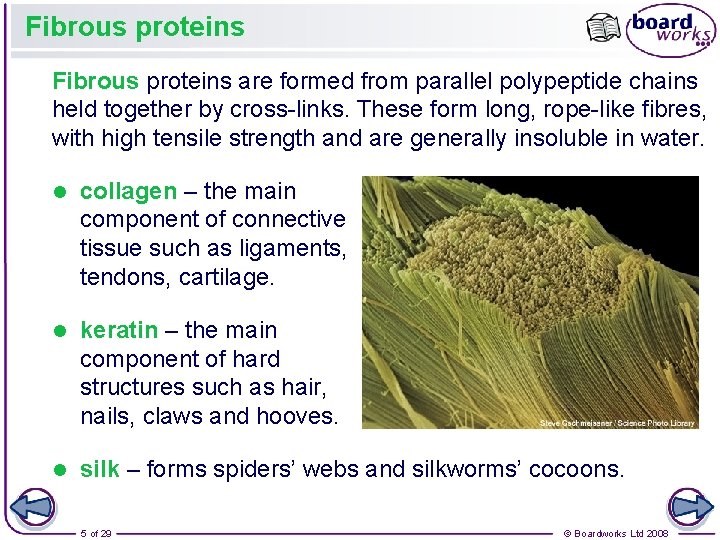 Fibrous proteins are formed from parallel polypeptide chains held together by cross-links. These form