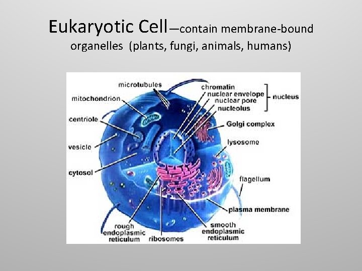 Eukaryotic Cell—contain membrane-bound organelles (plants, fungi, animals, humans) 