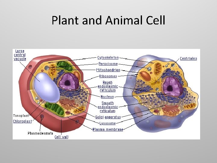Plant and Animal Cell 