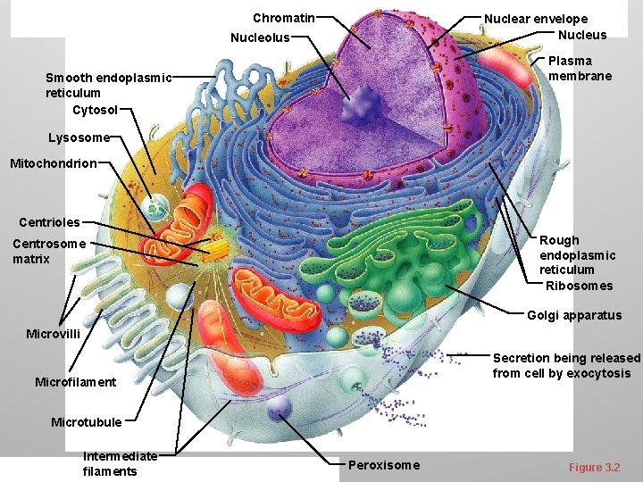 Chromatin Nuclear envelope Nucleus Nucleolus Plasma membrane Smooth endoplasmic reticulum Cytosol Lysosome Mitochondrion Centrioles