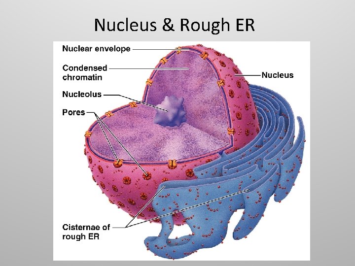 Nucleus & Rough ER 