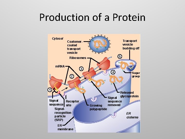 Production of a Protein Cytosol Transport vesicle budding off Coatomercoated transport vesicle 5 Ribosomes