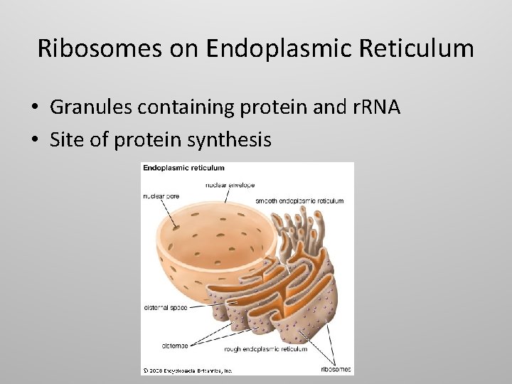 Ribosomes on Endoplasmic Reticulum • Granules containing protein and r. RNA • Site of