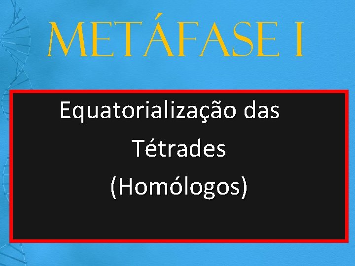 Metáfase I Equatorialização das Tétrades (Homólogos) 