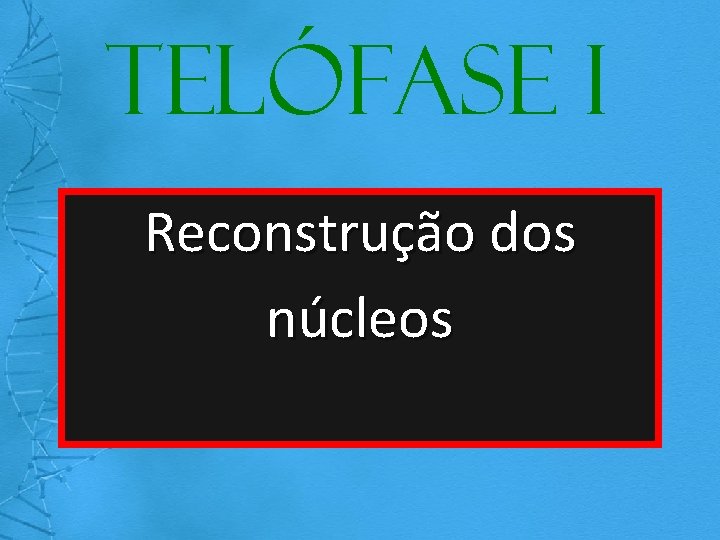 Telófase I Reconstrução dos núcleos 