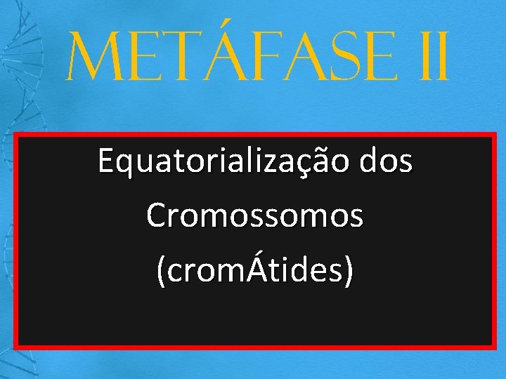 Metáfase II Equatorialização dos Cromossomos (cromÁtides) 
