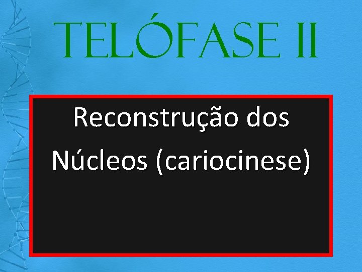 Telófase II Reconstrução dos Núcleos (cariocinese) 