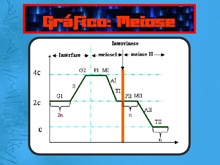 Gráfico: Meiose 