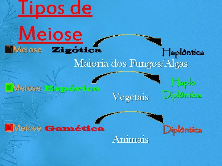 Tipos de Meiose Zigótica Haplôntica Maioria dos Fungos/Algas Meiose Espórica Meiose Gamética Vegetais Animais