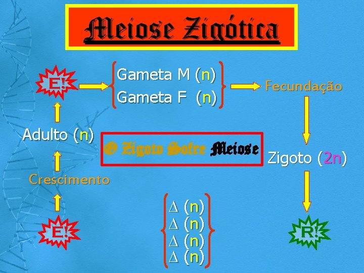 Meiose Zigótica Gameta M (n) Gameta F (n) E! Adulto (n) O Zigoto Sofre