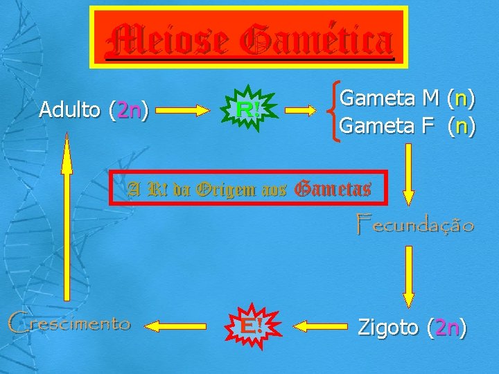 Meiose Gamética Adulto (2 n) R! Gameta M (n) Gameta F (n) A R!
