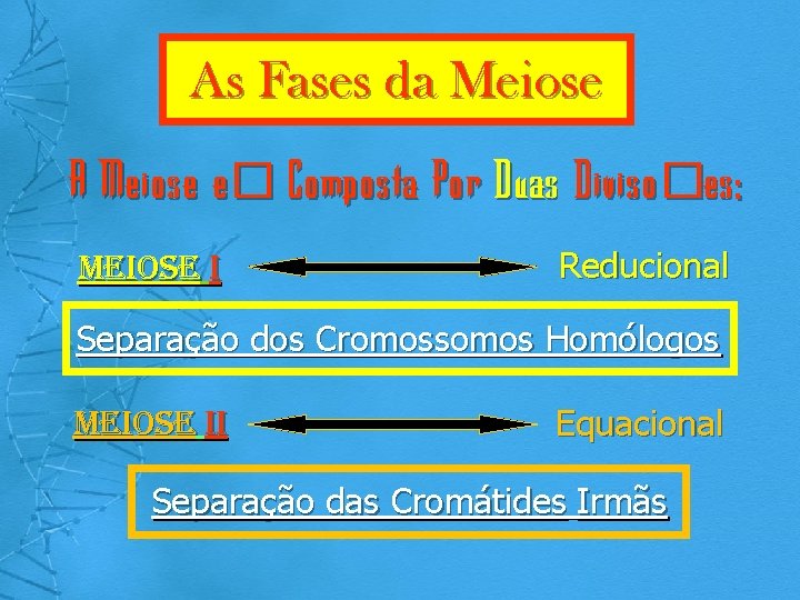 As Fases da Meiose A Meiose e� Composta Por Duas Diviso�es: Meiose i Reducional