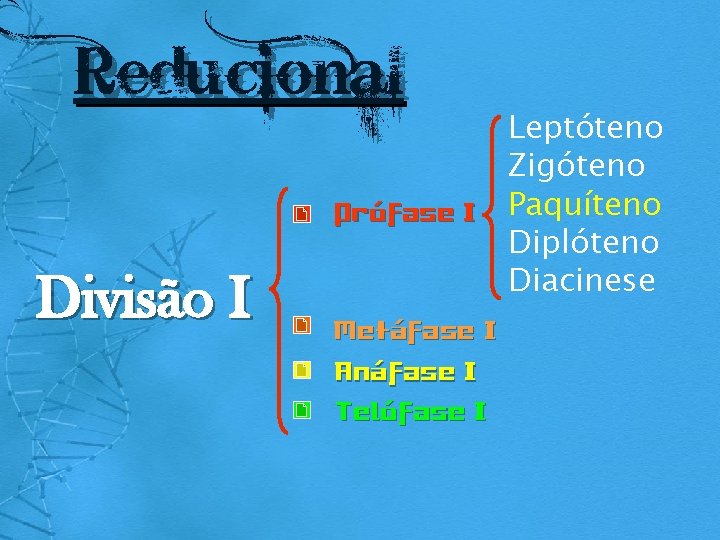 Reducional Divisão I Leptóteno Zigóteno Prófase I Paquíteno Diplóteno Diacinese Metáfase I Anáfase I