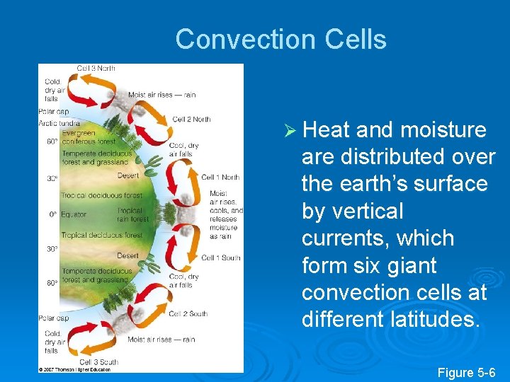 Convection Cells Ø Heat and moisture are distributed over the earth’s surface by vertical