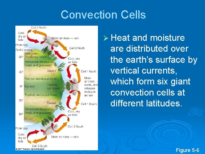 Convection Cells Ø Heat and moisture are distributed over the earth’s surface by vertical