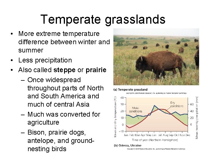 Temperate grasslands • More extreme temperature difference between winter and summer • Less precipitation