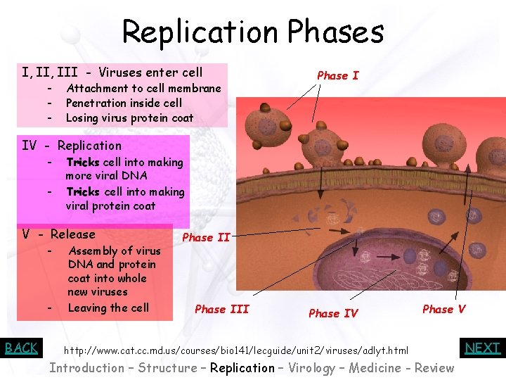 Replication Phases I, III - Viruses enter cell - Attachment to cell membrane Penetration