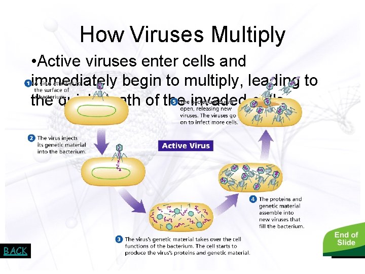- Viruses How Viruses Multiply • Active viruses enter cells and immediately begin to