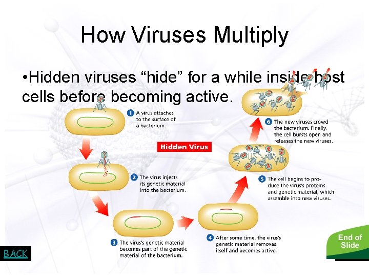 - Viruses How Viruses Multiply • Hidden viruses “hide” for a while inside host